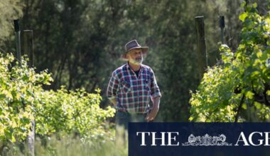 Yarra Ranges Council fighting Victoria’s kangaroo-culling program