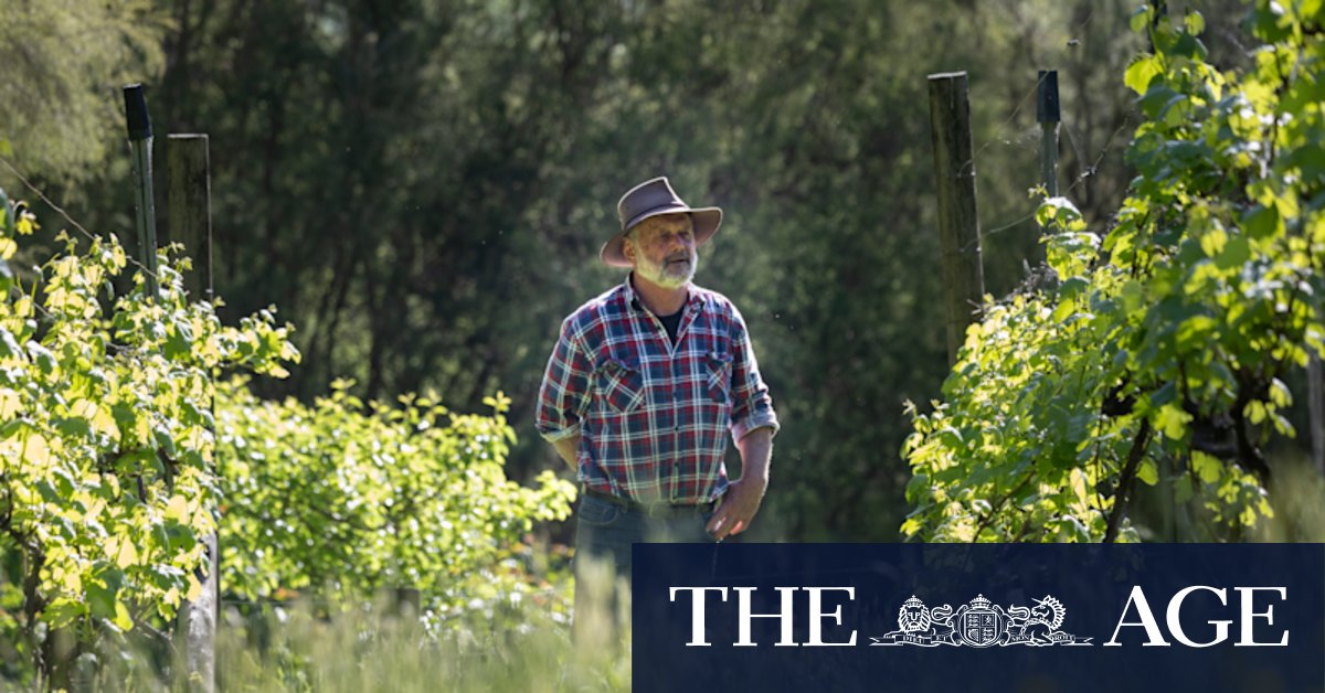 Yarra Ranges Council fighting Victoria’s kangaroo-culling program