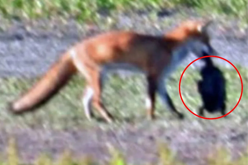 A fox carries a turtle in its mouth at the Beeliar Wetlands. 