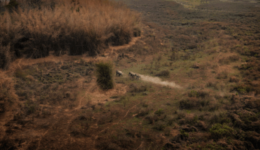 An IUCN Resolution Recognized Wild Animals as Climate Allies. It Was About Time.