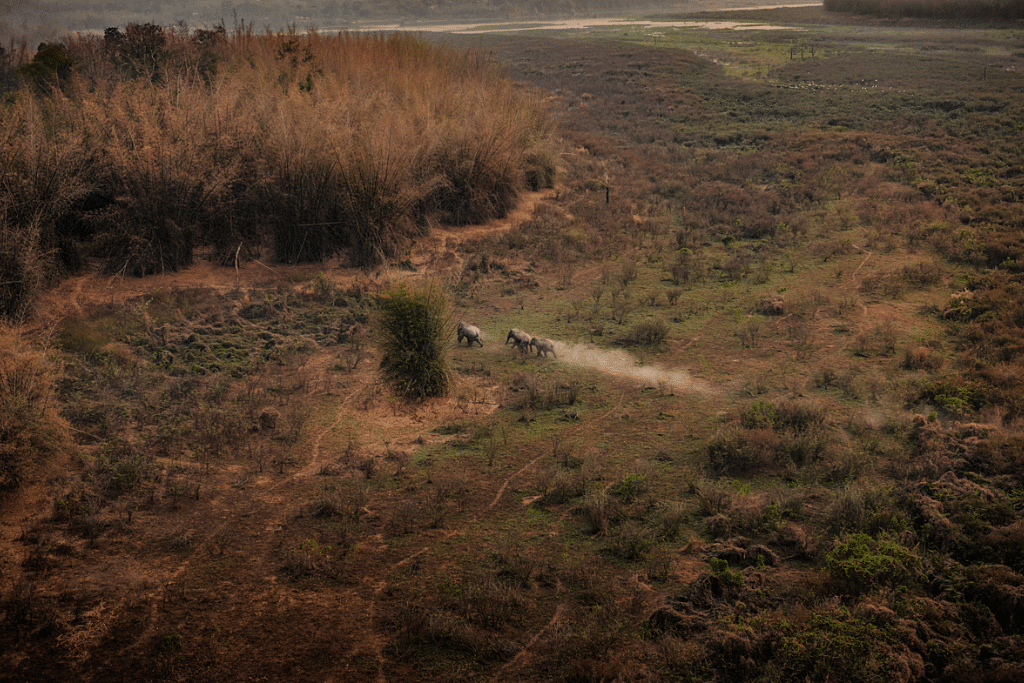 An IUCN Resolution Recognized Wild Animals as Climate Allies. It Was About Time.