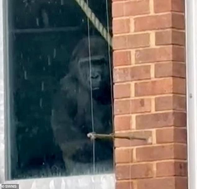The video shows the apes pressing against the glass of their enclosure, as the visitor claims they were able to 'just walk straight in' with no sign of staff or security on site