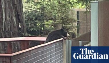 Wild bear pays surprise visit to bear enclosure at California zoo: ‘He was very polite’ | California