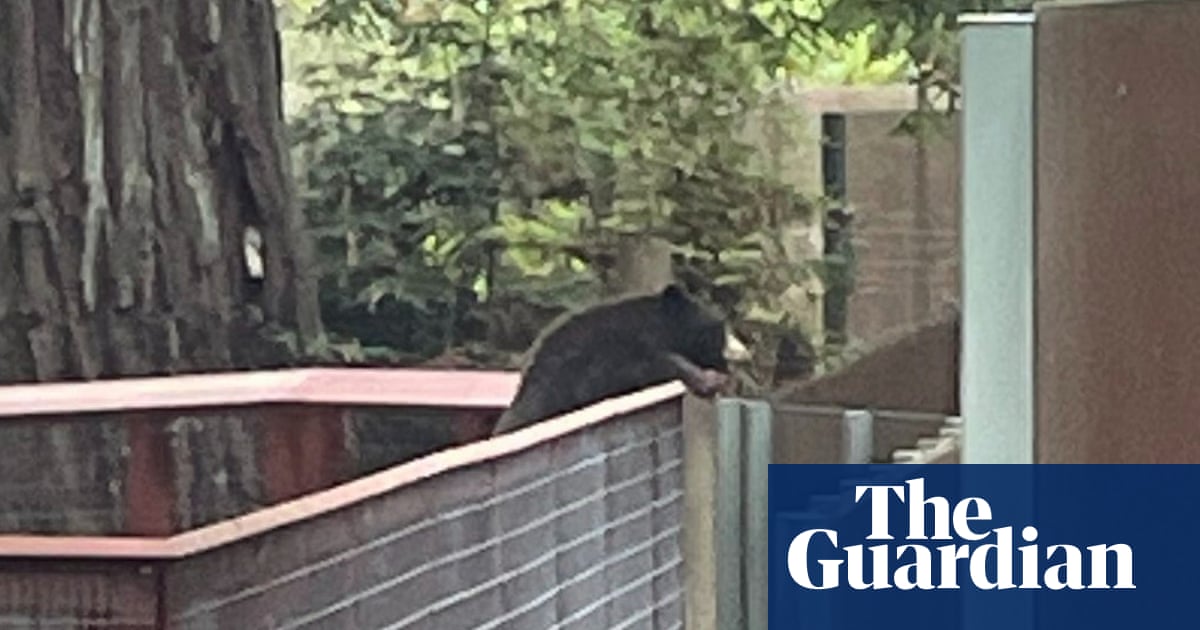 Wild bear pays surprise visit to bear enclosure at California zoo: ‘He was very polite’ | California