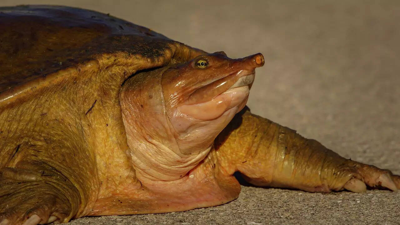 The fascinating world of unusual turtles and tortoise