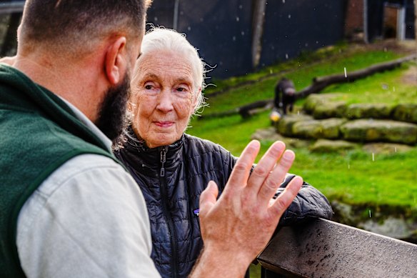 Dr Jane Goodall at Taronga Zoo’s chimpanzee last year with Richard Buzas, supervisor of primates.