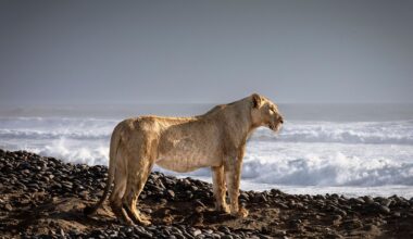Clashing rhinos, laughing mountain gorillas and dozing polar bears – 13 astonishing, incredible wildlife photos from the 'Remembering Wildlife' book series