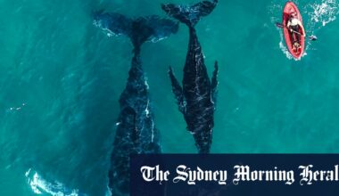 East coast humpback whales: This year’s migration bigger - and louder