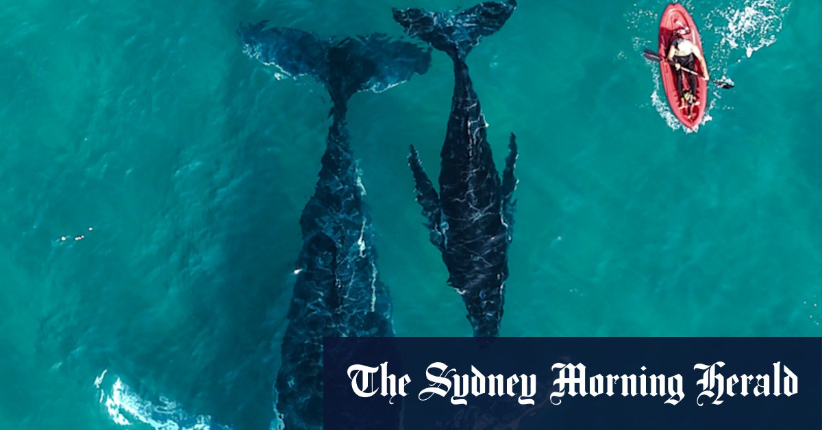 East coast humpback whales: This year’s migration bigger - and louder