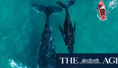 East coast humpback whales: This year’s migration bigger - and louder