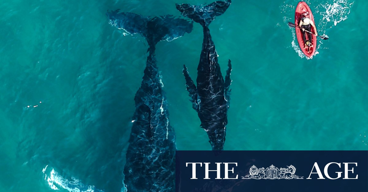 East coast humpback whales: This year’s migration bigger - and louder
