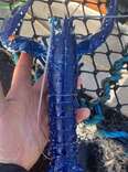 Fisherman Catches Extremely Rare Bright Blue Lobster
