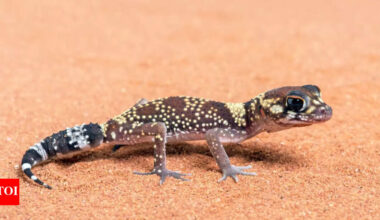 Meet Australia’s geckos: Tiny lizards that can see 350 times better at night; key traits, habitat, survival and more |