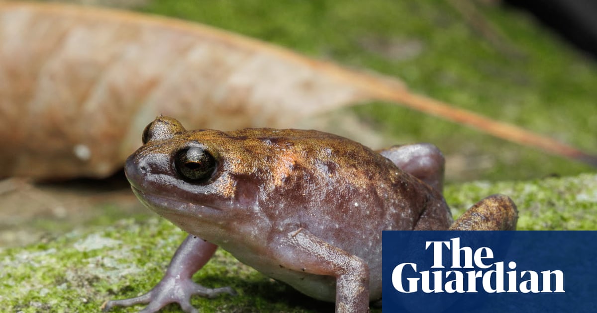 Different croaks: new frog and gecko species discovered on remote island in Australia’s north | Amphibians