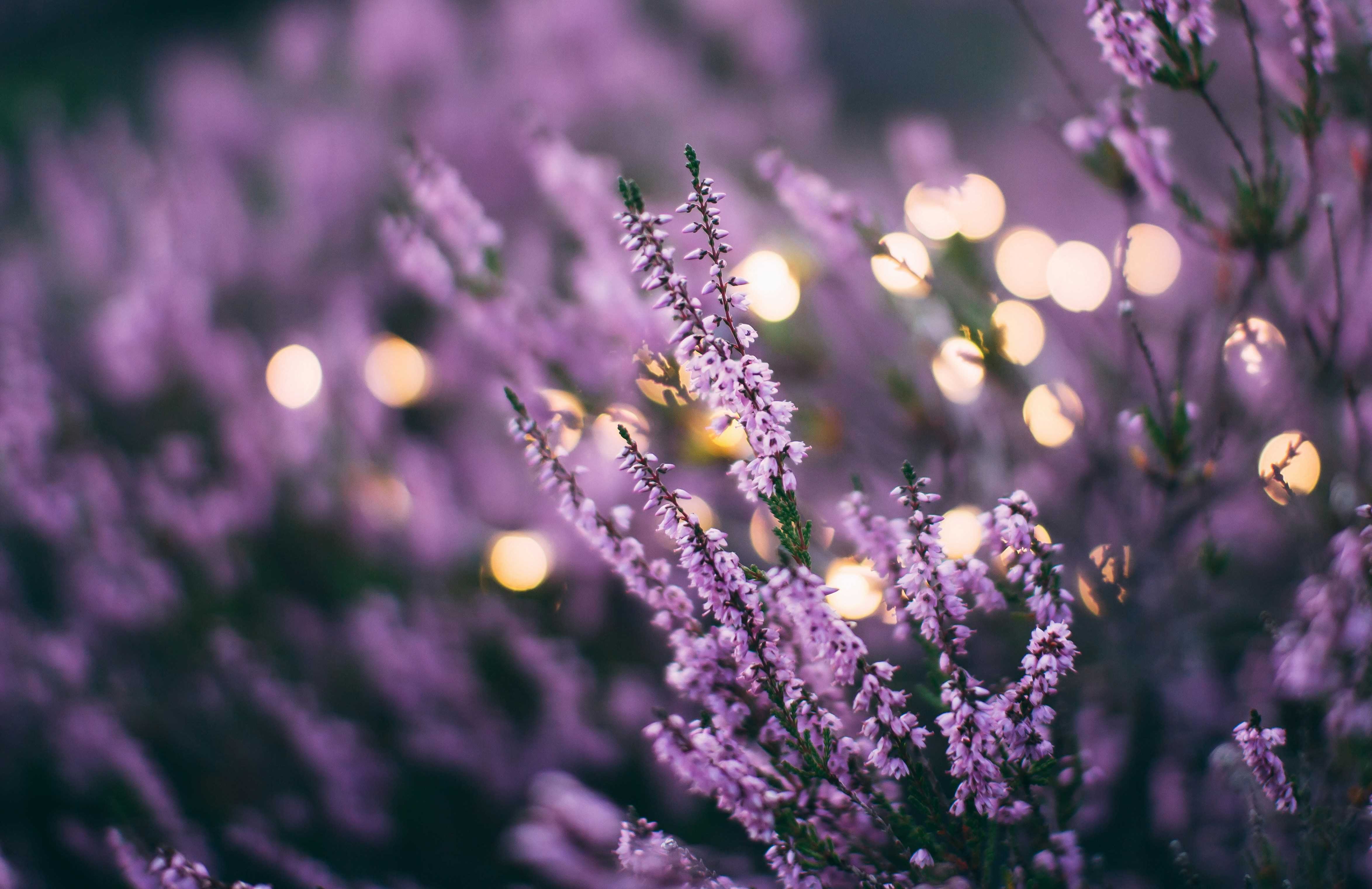 lavender, flowers, aromatherapy, wellbeing, scents