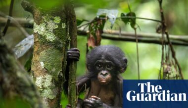 Bonobos transformed how we think about animal societies. Can we save the last of the ‘hippy apes’? | Wildlife