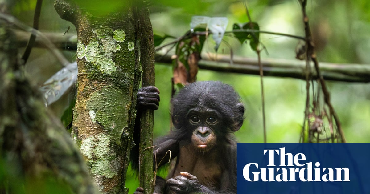Bonobos transformed how we think about animal societies. Can we save the last of the ‘hippy apes’? | Wildlife