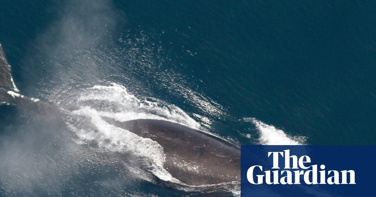 Scientists say North Atlantic right whale population slowly increasing | Whales