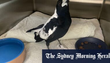 Magpies are dropping like flies with ‘mystery paralysis’. It could be a canary in the coal mine