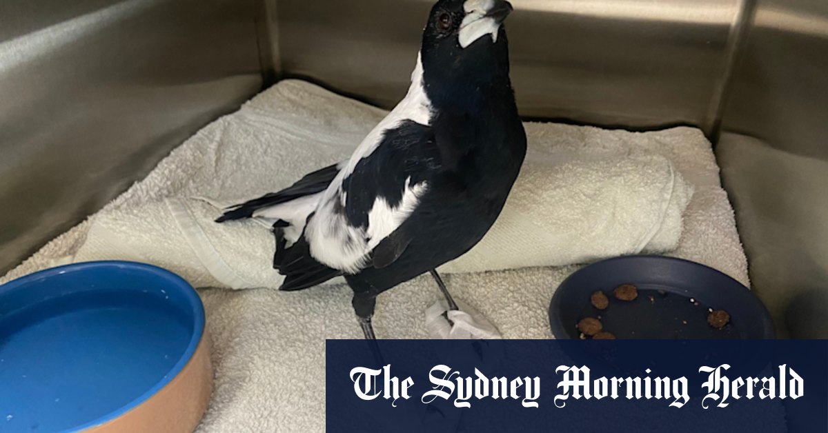 Magpies are dropping like flies with ‘mystery paralysis’. It could be a canary in the coal mine