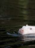 Wildlife Photographer Scratches Head When He Sees Strange White Animal In Marsh