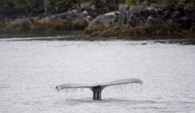 Whale-watching vessel collides with humpback in 'surprise encounter' near Vancouver