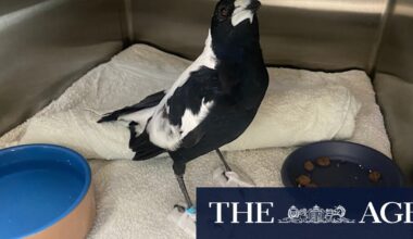 Magpies are dropping like flies with ‘mystery paralysis,’ in WA especially. Experts say it could expose environmental concern for humans