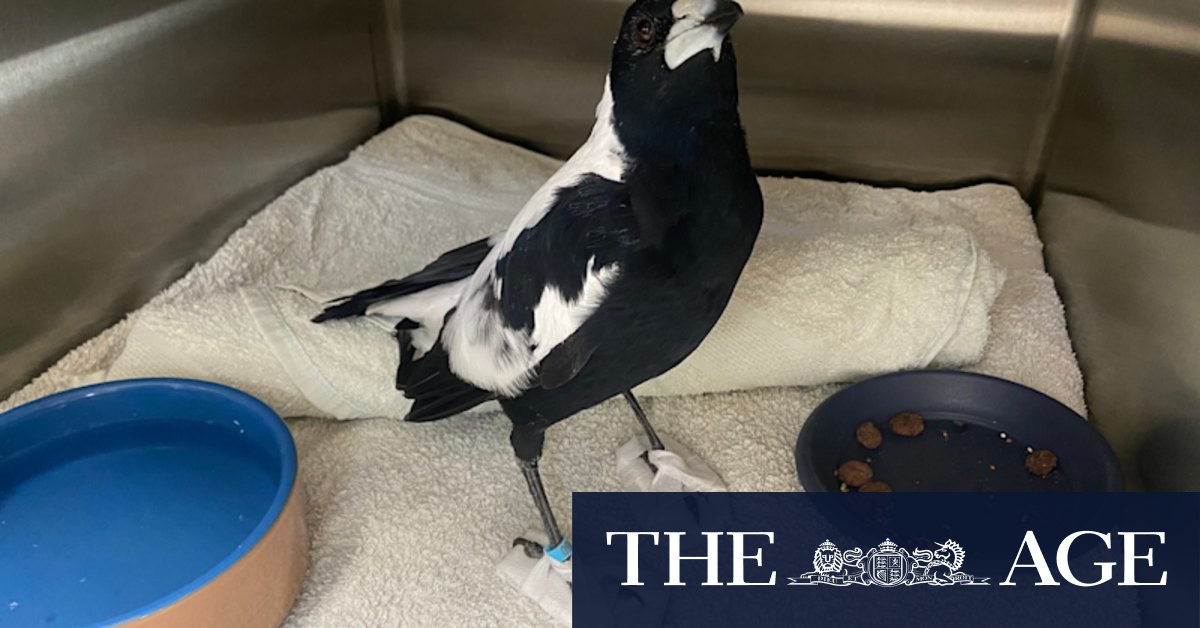 Magpies are dropping like flies with ‘mystery paralysis,’ in WA especially. Experts say it could expose environmental concern for humans