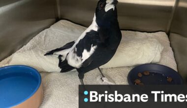 Magpies are dropping like flies with ‘mystery paralysis,’ in WA especially. Experts say it could expose environmental concern for humans