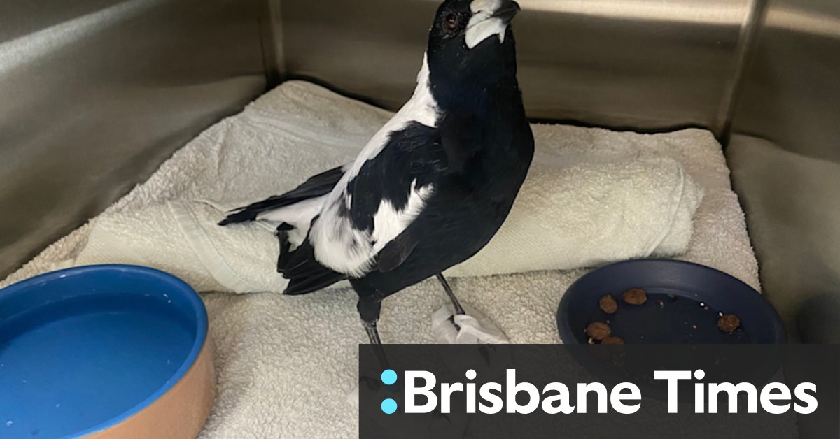 Magpies are dropping like flies with ‘mystery paralysis,’ in WA especially. Experts say it could expose environmental concern for humans