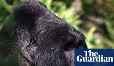 The comeback of the mountain gorilla – podcast | Wildlife