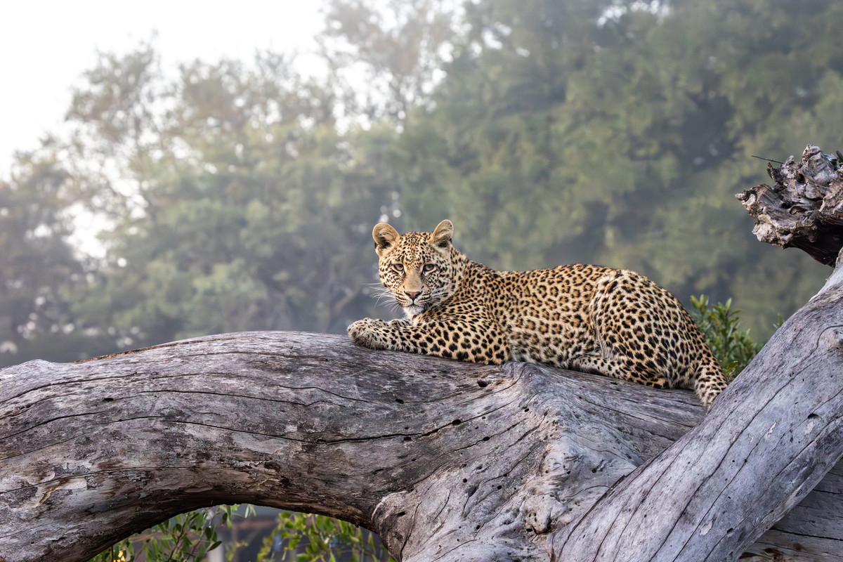 A young female leopard rests on a fallen tree trunk in South Africa's Sabi Sand Nature Reserve. Image courtesy of Panthera.