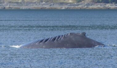 Prince of Whales boat hits humpback whale in 'surprise encounter'