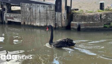 Antisocial swan removed from Stratford-upon-Avon