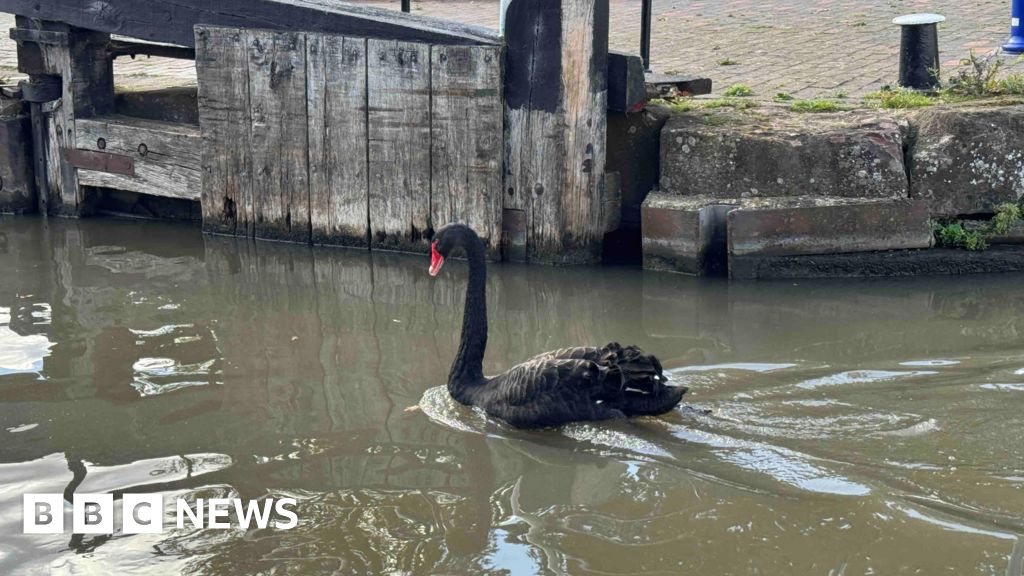 Antisocial swan removed from Stratford-upon-Avon