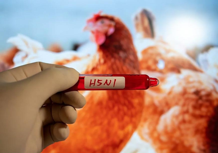 Toddler in western Cambodia becomes 16th victim of bird flu in 2025