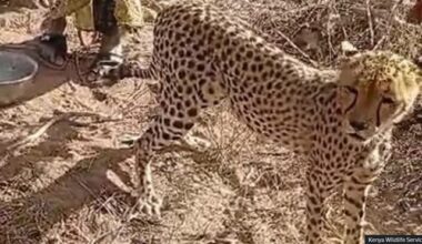 'It became one of the children' – Kenyan family on adopting orphaned cheetah cub