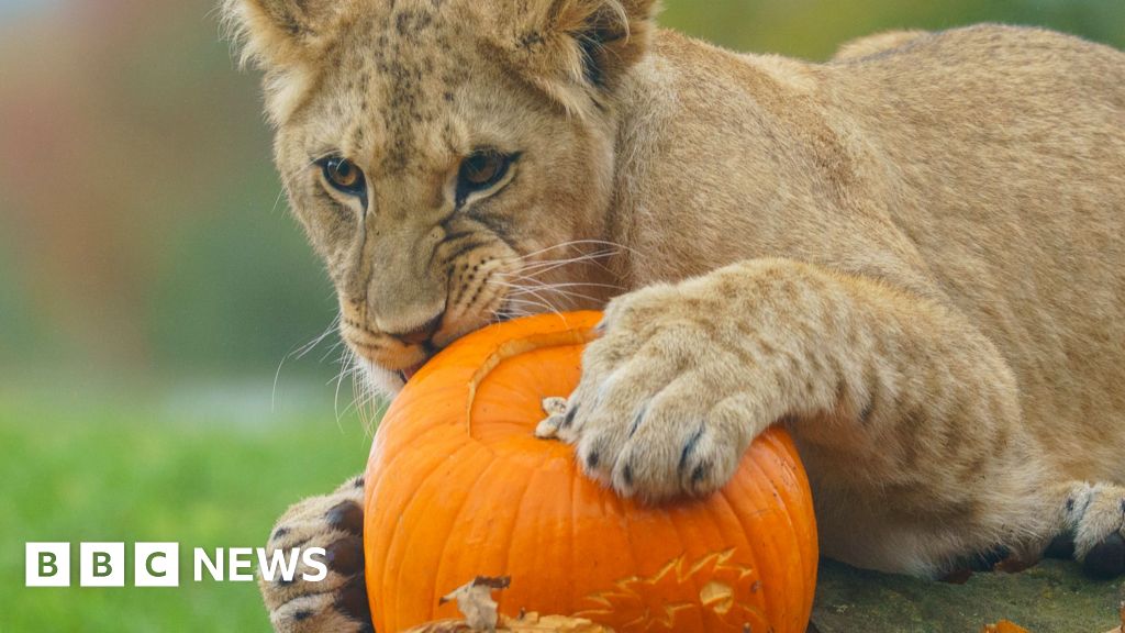 Lion cubs explore Whipsande Zoo pumpkin patch