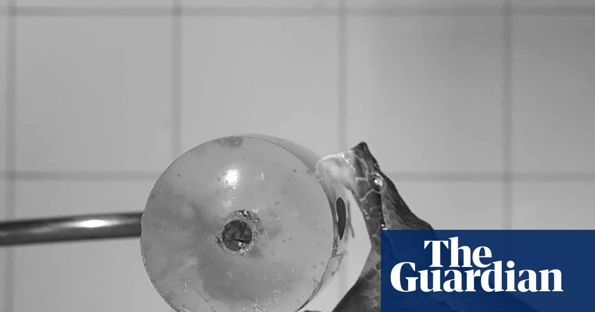 Gone in 60 milliseconds: dramatic slow-motion snake bites reveal clues about how fangs and venom kill prey | Australia news