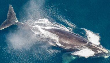 One of the world's rarest whales grows in population in the Atlantic