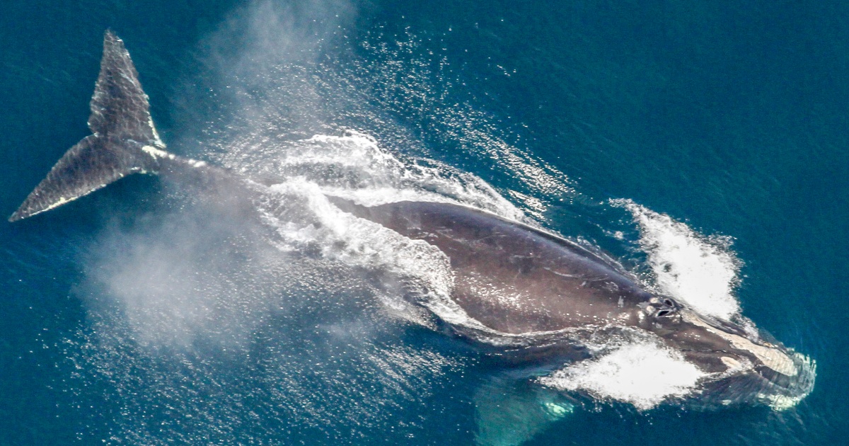 One of the world's rarest whales grows in population in the Atlantic