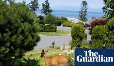 The luxury effect: why you’ll find more wildlife in wealthy areas – and what it means for your health | Biodiversity