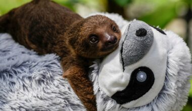 An orphaned two-toed sloth in Panama City — and other news in pictures