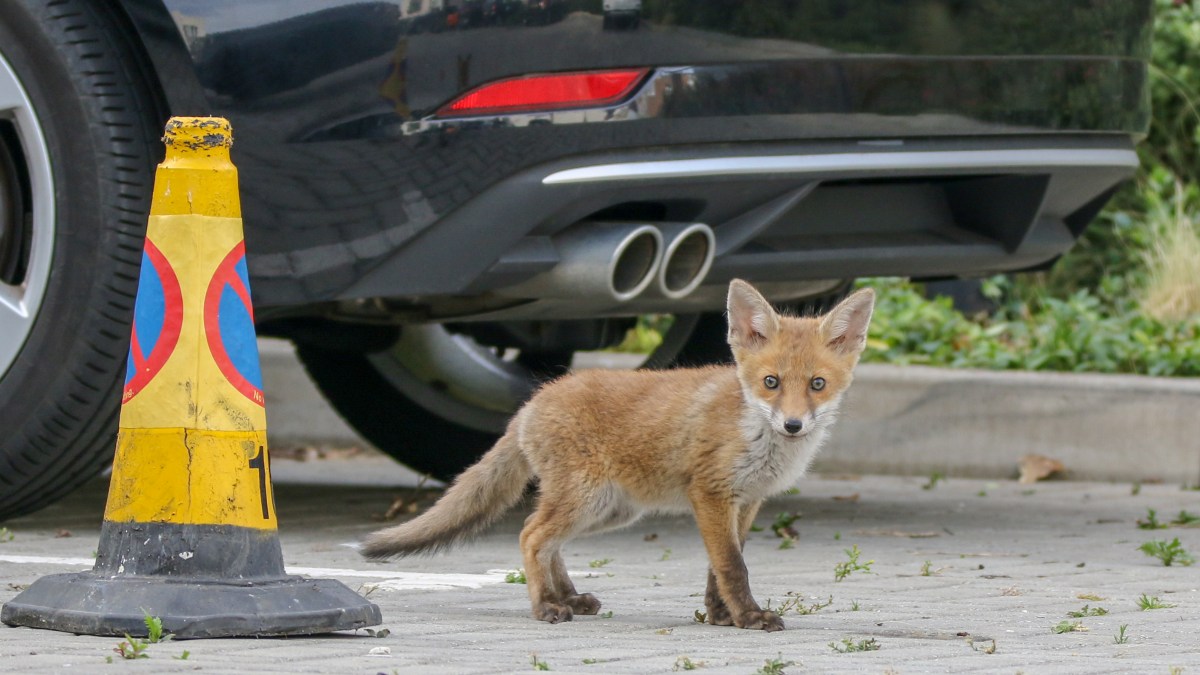 Foxes got into my car. That was the beginning of the nightmare
