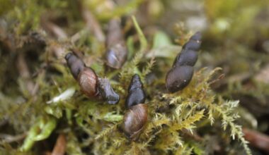 Forget lynx and wolves, meet Scotland’s smallest rewilding species