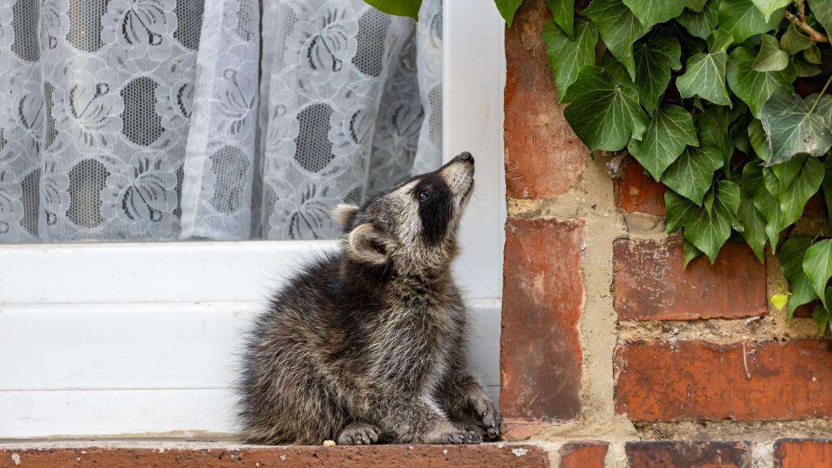 Sterilising ‘Nazi’ raccoons? That’s inhumane, say hunters