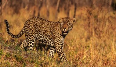 Leopards delayed humans’ rise to top of the food chain