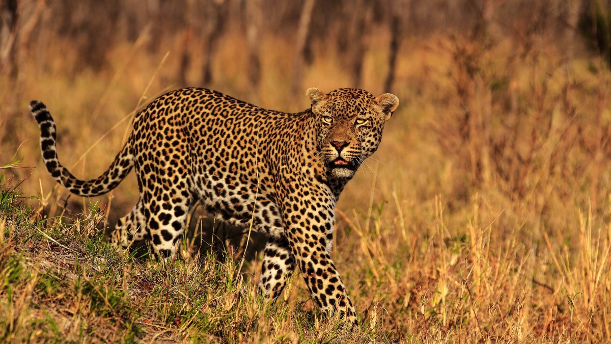 Leopards delayed humans’ rise to top of the food chain