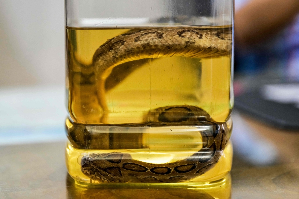This photograph taken on September 23, 2025, shows a specimen of the venomous snake species Russell's viper, preserved in formalin at the Rajshahi Medical College Hospital in Rajshahi. — AFP pic 