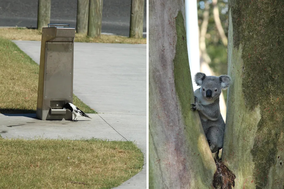 Left: A butcherbird drinking from a fountain. Right: A koala in a tree on White's Hill.